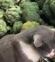 Cat Munches on Broccoli in Market Stall