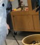 Energetic Parrot Puts on a Show