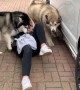 Malamutes excitedly swarm their favorite visitor