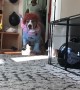Doggo Loves to Dress Up