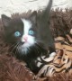Super cute kitten has the brightest blue eyes