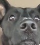 Dog loses her mind after realizing she\'s at the dog park