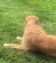 Golden Retriever Fetches Towel for Owner to Dry Him Off