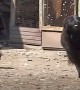 Rabbit hilariously chases playful dog around yard