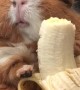 Guinea Pig Bites down on Banana