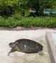 Huge Turtle Pulled Out of the Pool