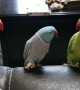 Parrot's Hand Signals Impress Peers
