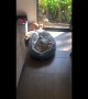 Dog drags bed to be in the sunlight