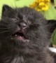 Cute Kitten Cries for Attention