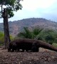 Komodo Dragons Wrestle for Dominance