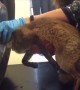 Fox rescued after getting stuck inside tire
