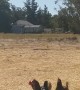 Army of Chickens Follow After Food