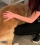 Mom Finally Reunited with Fur Babies