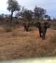 Tourists watch as elephant charges towards vehicle
