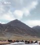 Hundreds of Horses in Iceland