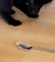 Puppy Dog Doesn't Like Spoon
