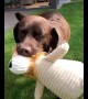 Chocolate Labrador gets very happy with his favorite toy