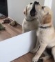 Puppy can\'t stop kissing his mirror reflection