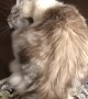Crazy cat shows off some very weird moves