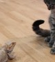 Friendly bearded dragon meets the family's curious cat