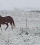 Horses Enjoying the First Snow Fall of the Year