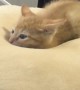 Kitten Gets Comfy on Cushion