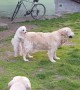 Puppy jumps onto adult Golden Retriever\'s back to go for ride