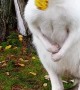 Adorable White Wallaby