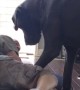 Grumpy Great Dane doesn\'t want owner sleeping in his bed