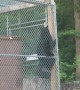Deft Black Bear Breaks into Dumpster