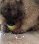 Marmot Munching on an Apple