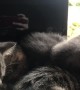Cute Kitten Cuddle Puddle