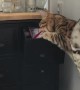 Bengal cat smartly opens drawer to fetch treats