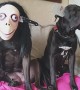 Doggos Scary Halloween Dress Up
