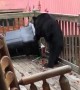 Black Bear on the Back Deck