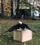 Bald Eagle Freed From Box