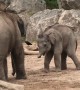 Baby elephants take part in adorable \