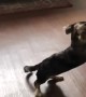 Slow motion captures puppy\'s attempt at playing catch