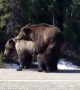 Bears Block Road Breed