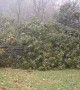 Tree Tumbles During Fierce Storm