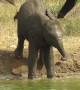 Clumsy baby elephant falls into watering hole