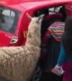 Llama casually steps into taxi cab for ride