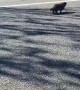 Worried for a Groundhog Playing in Traffic