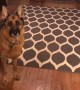 Dog loses it after being told she\'s going to favorite coffee shop