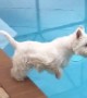 Westie dog demonstrates perfect diving form