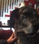 Great Dane isn\'t happy when dinner plans change