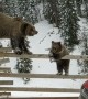 Bears Balance On Fence