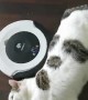 Cat Plays with Robot Vacuum