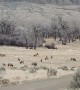 Elk Leisurely Graze on Grass