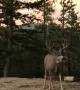 Curious Deer Come in Close